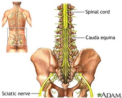 Cauda Equina Syndrome - Pelvic Pain